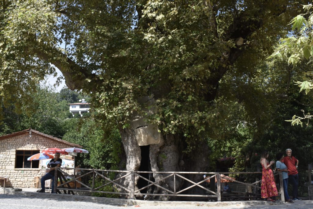 Baum des Mose in Samandag
