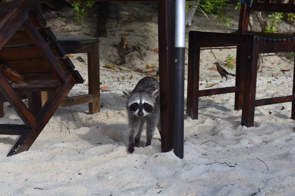 Waschbär am Strand von Cozumel