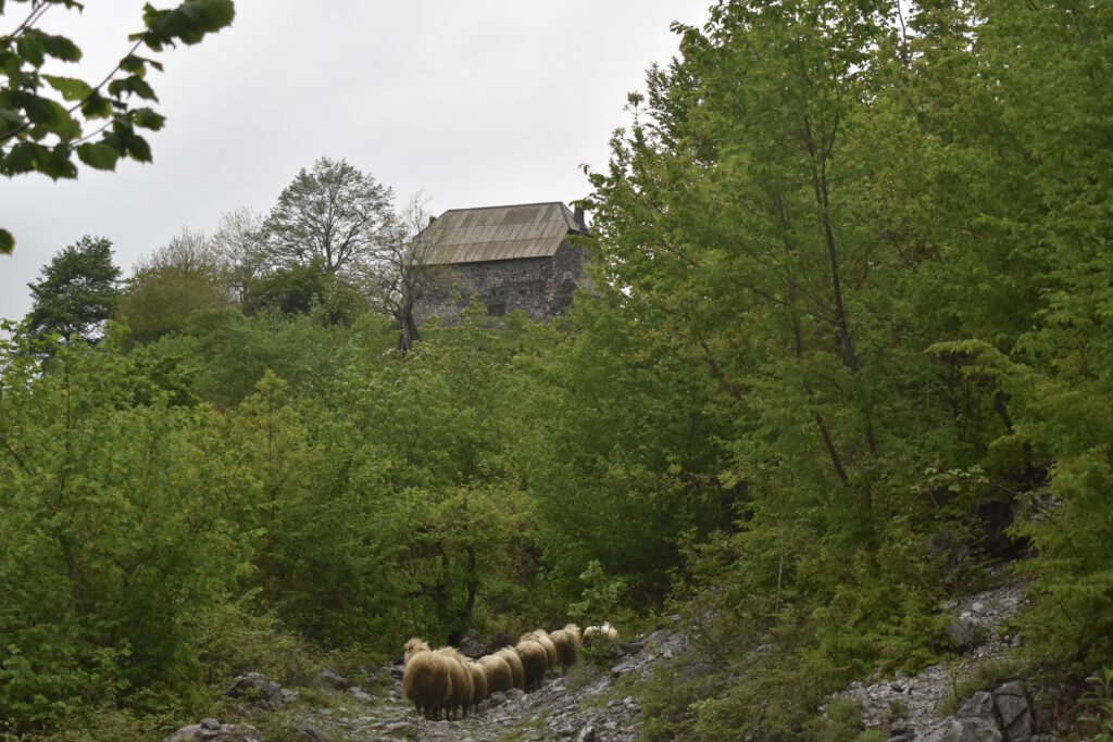 Schafherde läuft auf ein Haus zu