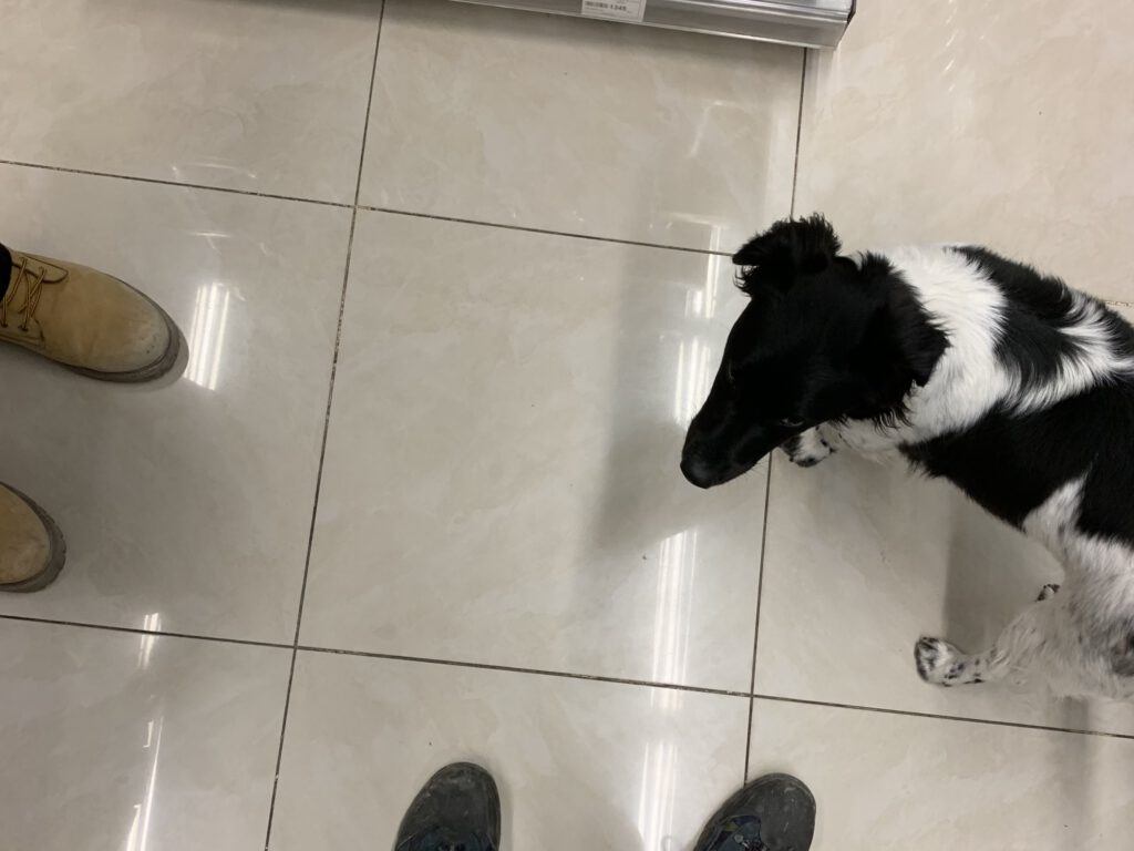 Hund in einem Supermarkt